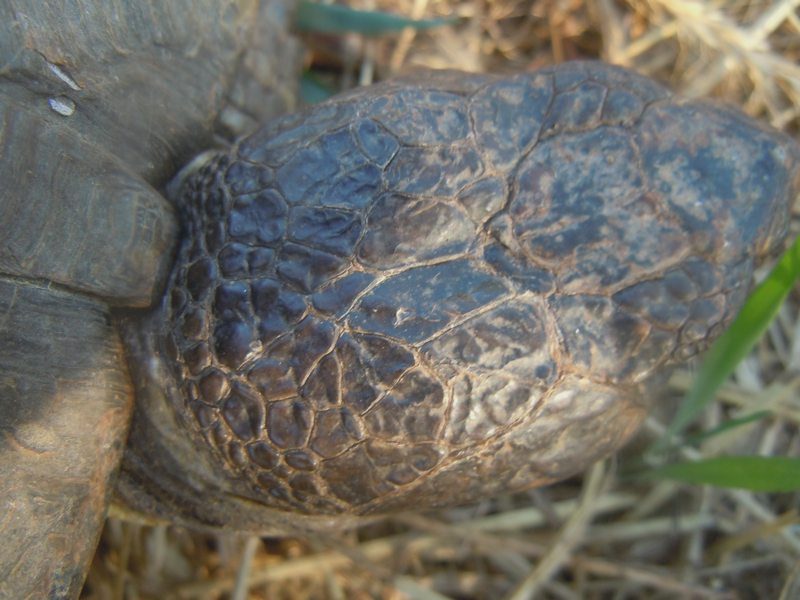 Testudo marginata...vecchissima!
